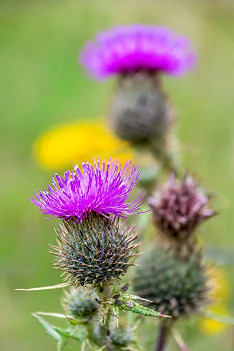 Weg-Distel