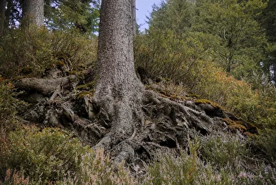 Roots