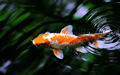 Fisch