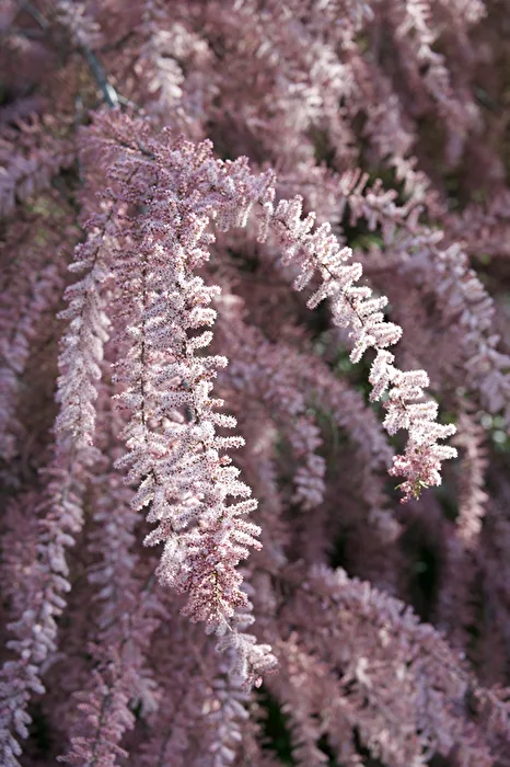 Kleinblütige Tamarinde
