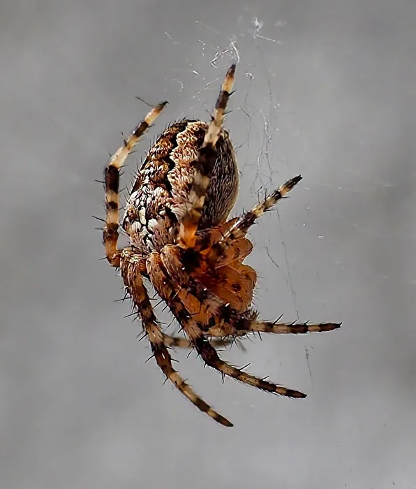 Spinne