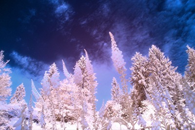 #Infrarot #Froschperspektive - in IR