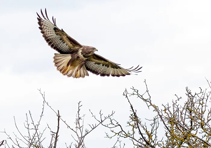 Buzzard