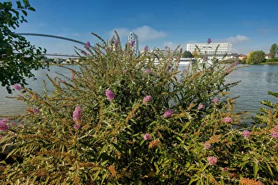 Durch die Blume gesprochen.