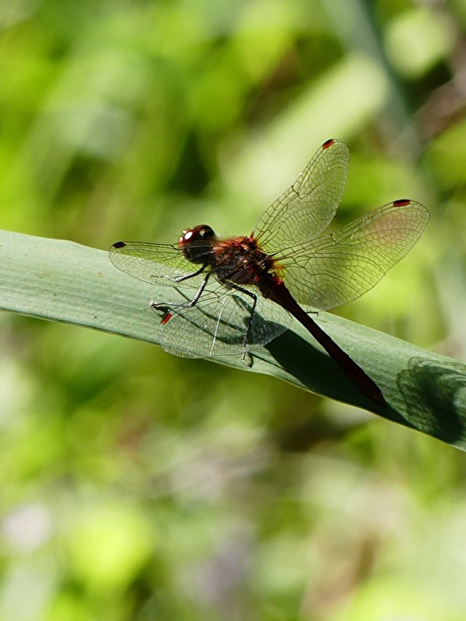 Libelle X