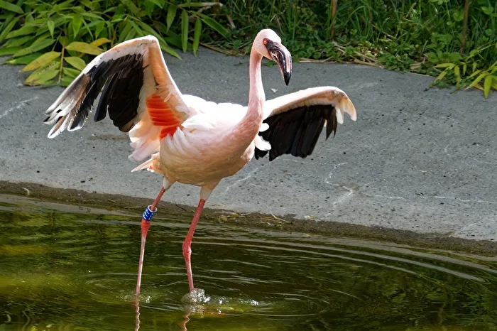 Flamingo