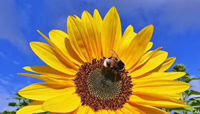 Erdhummel im Centrum der Sonne