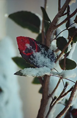 Eis