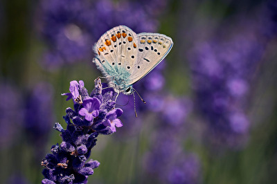 läuling auf Lavendel