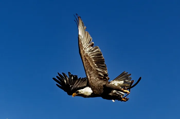 Bald Eagle