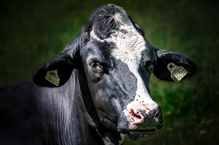 Modelo de vaca