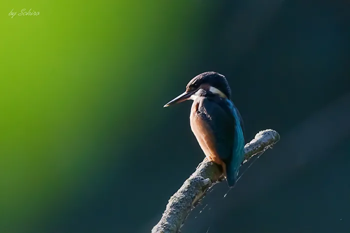 Eisvogel