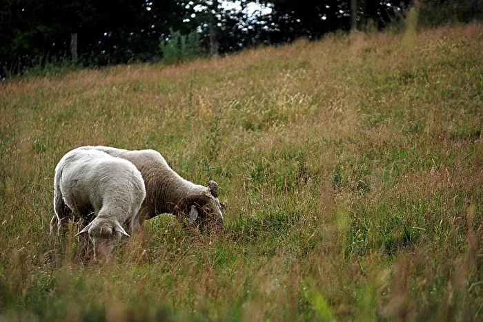 Pastorale...