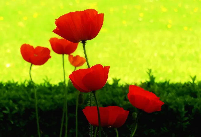 Poppy