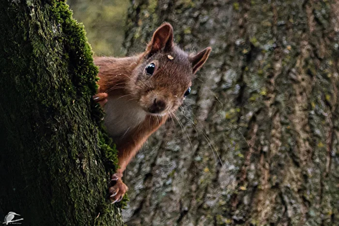 Curious