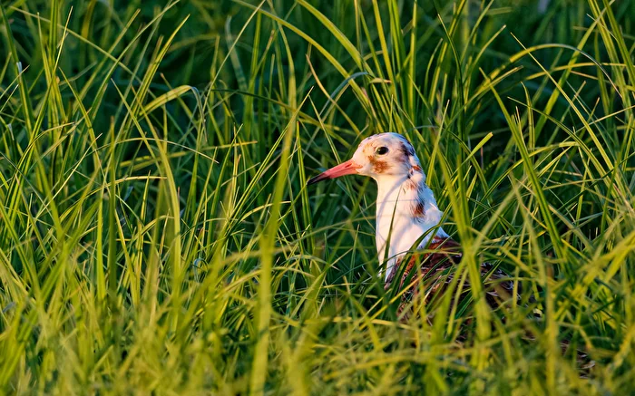 Could this be a comb duck?