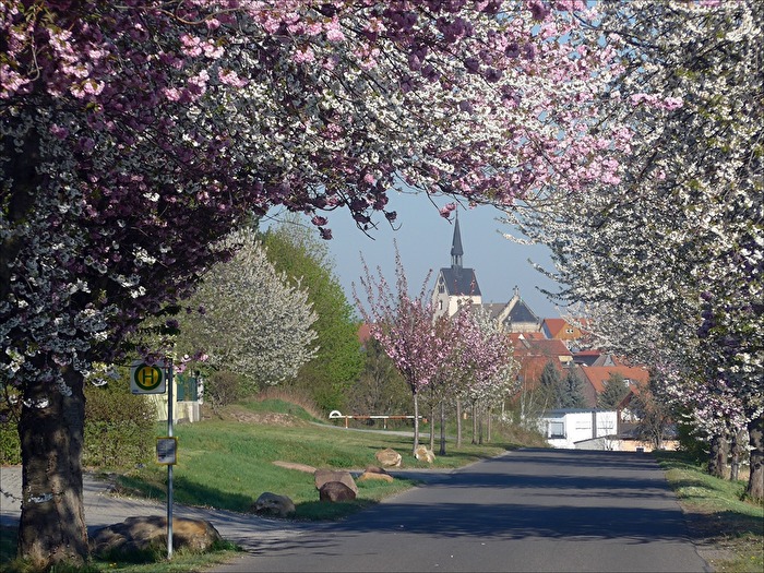 Blütenpracht