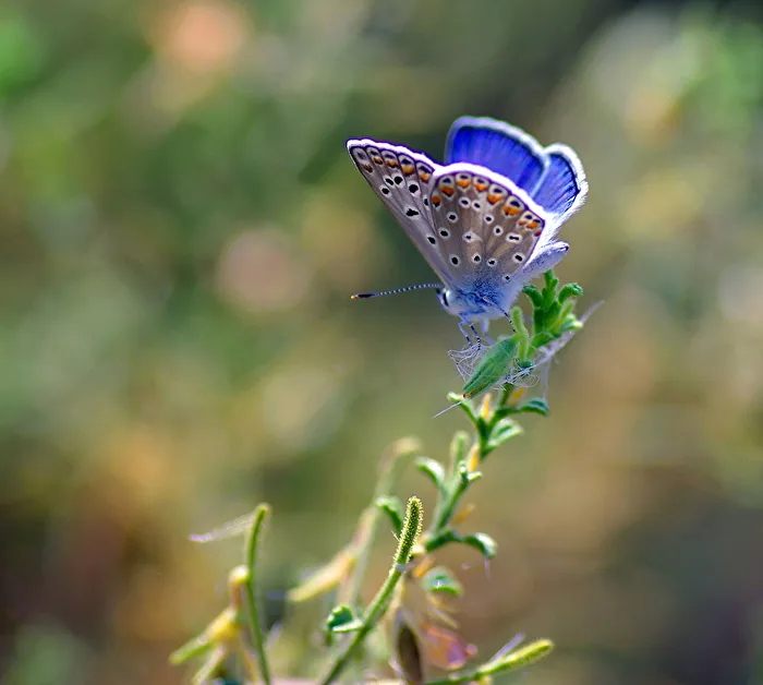 Chapmans Blue