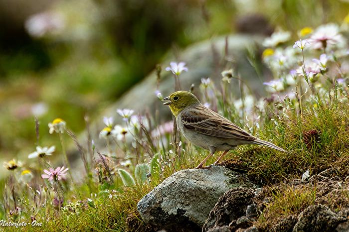 Gesang in der Blumenwiese