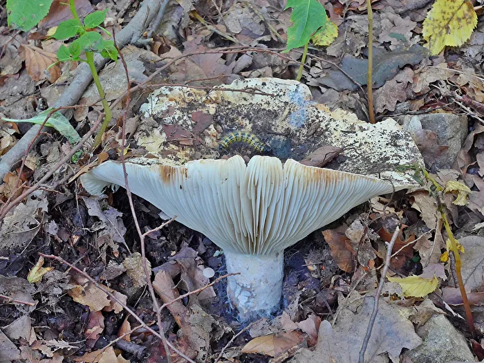 pequeña oruga....