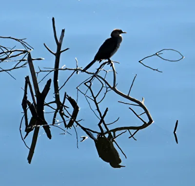 Vermutlich ein Kormoran