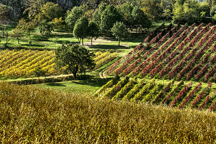 lambrusco's hills