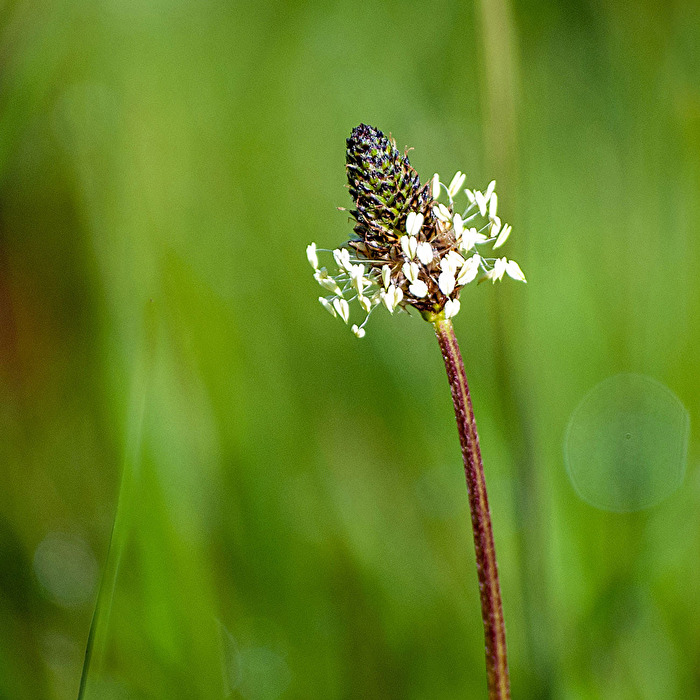 Spitzwegerich...