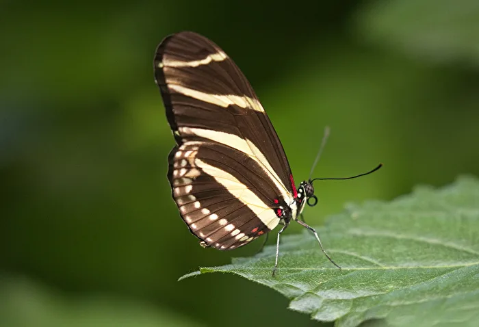 Zebrafalter
