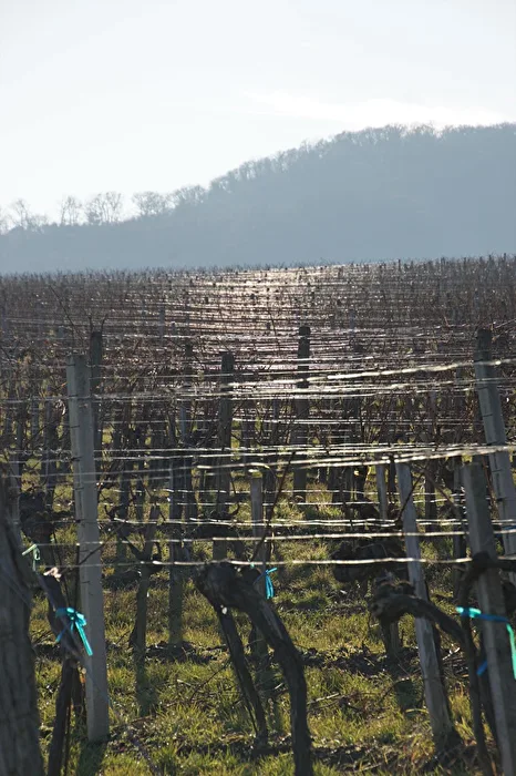 Weinberge