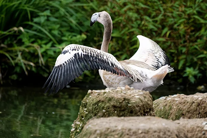 young flamingo