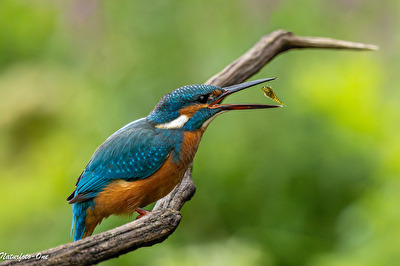 Fliegender Fisch