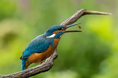Fliegender Fisch