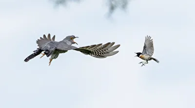 Schwarzkehlchen attackiert Kuckuck