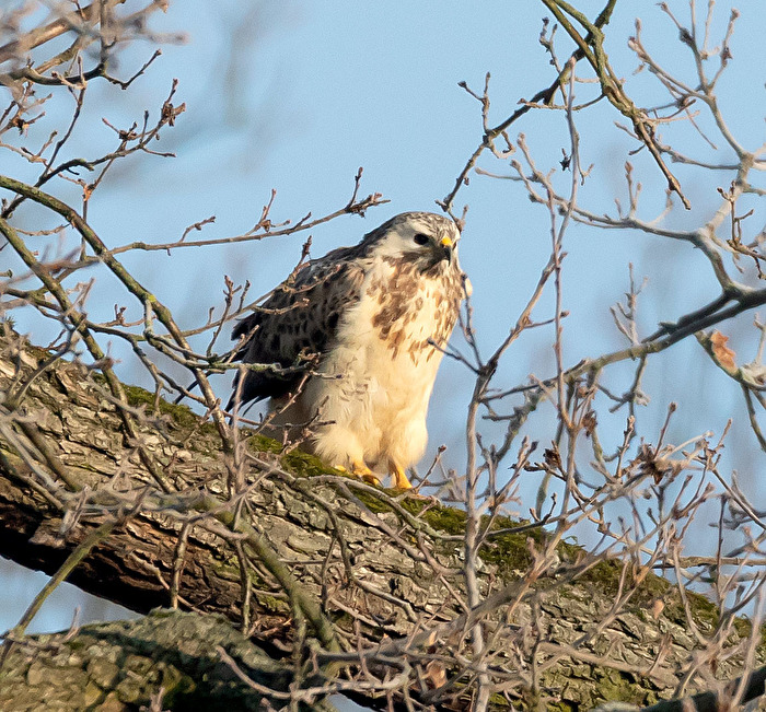 Bussard in Warteposition