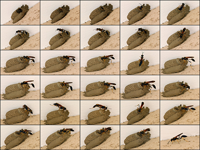 #Wissenschaft - Mauerwespe beim Nestbau
