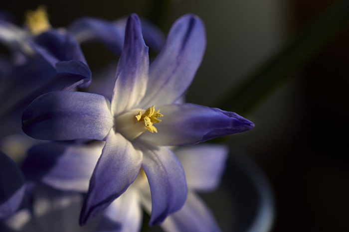 Scilla sibirica