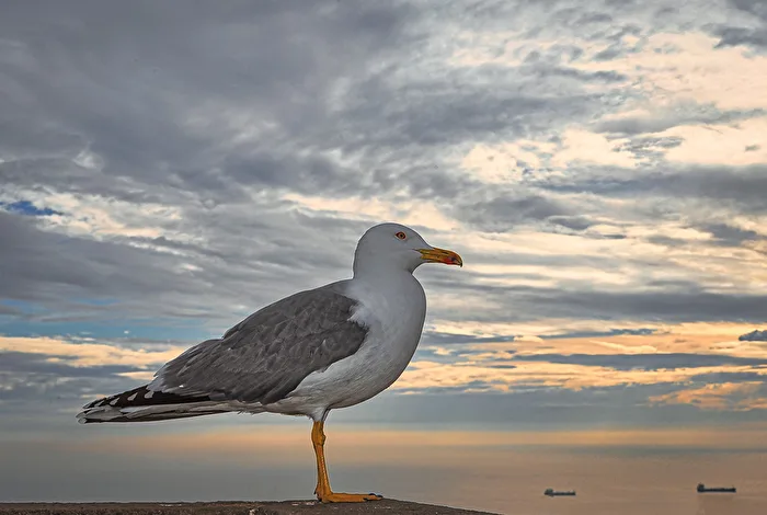 Seagull over the harbor of Barcelona