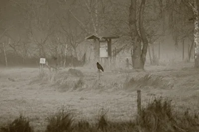 Krähe m Morgendunst auf dem Moor