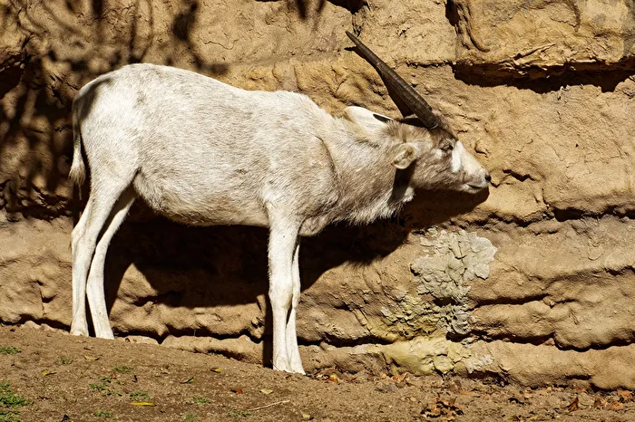 Addax antelope