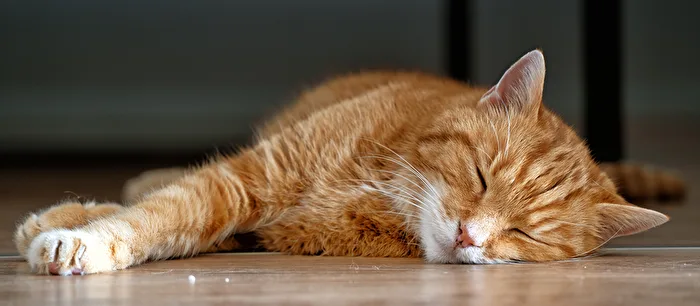 Rufus