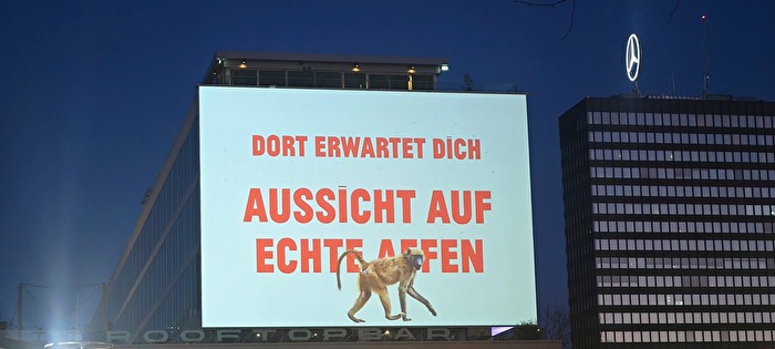 Aussicht auf echte Affen