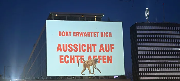 Aussicht auf echte Affen