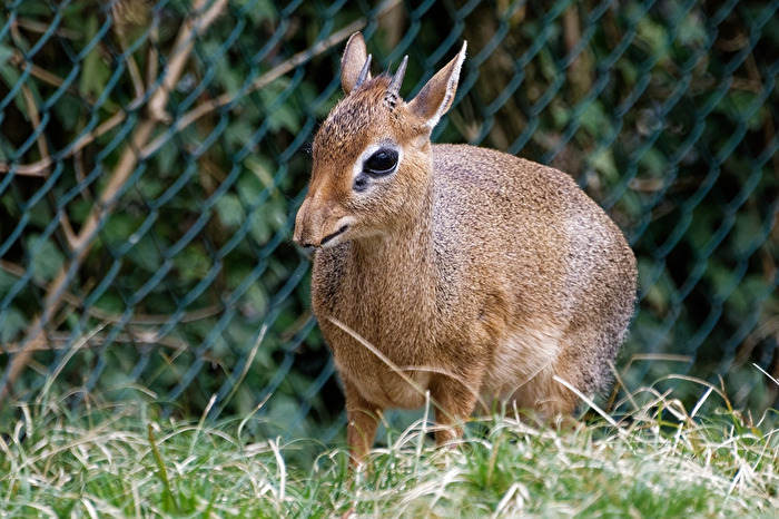 krik Dik Dik