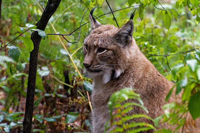 Luchs