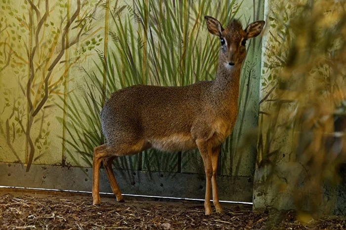 Kirk - Dikdik