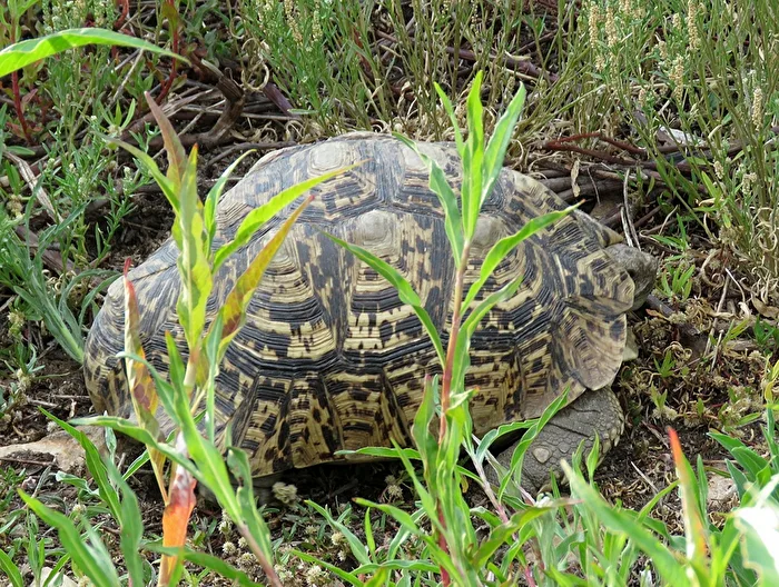 Pantherschildkröte