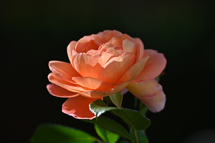 Zartrosa Edelrosenblüte
