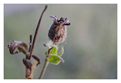 Wabi Sabi - die Schönheit des Vergänglichen