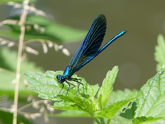 Libelle II
