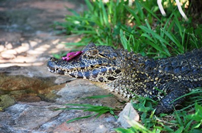 Tiere im Garten